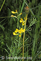 F300846: Wiesen-Platterbse (Lathyrus pratensis)
