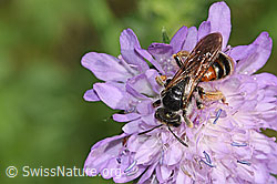 Knautien-Sandbiene (Andrena hattorfiana) auf Skabiosen-Flockenblume (Centaurea scabiosa)