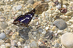 Grosser Schillerfalter (Apatura iris) (F300877)