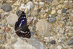 Grosser Schillerfalter (Apatura iris) (F300878)