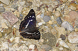 Grosser Schillerfalter (Apatura iris) (F300880)