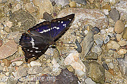 Grosser Schillerfalter (Apatura iris) (F300881)
