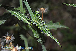 Foto: Raue Gänsedistel (Sonchus asper)
