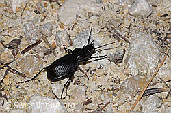 Neu in SwissNature.org: Grosser Grabkäfer (Pterostichus niger)