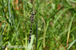 F301015: Gestreifte Quelljungfer (Cordulegaster bidentata)