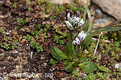 F302471: Bläuliche Gänsekresse (Arabis caerulea)