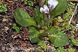 F302473: Bläuliche Gänsekresse (Arabis caerulea)