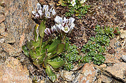 F302484: Bläuliche Gänsekresse (Arabis caerulea)