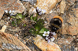 Berglandhummel (Bombus monticola) an Bläulicher Gänsekresse (Arabis caerulea) (F302486)