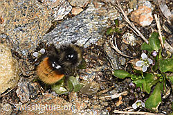 Berglandhummel (Bombus monticola) an Bläulicher Gänsekresse (Arabis caerulea) (F302487)