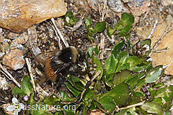 Berglandhummel (Bombus monticola)<br/>Bläuliche Gänsekresse (Arabis caerulea)