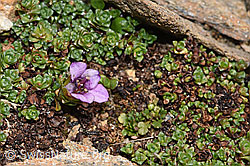 F302490: Gegenblättriger Steinbrech (Saxifraga oppositifolia)