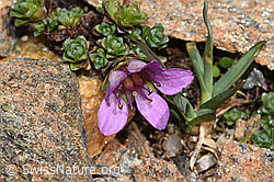 F302491: Gegenblättriger Steinbrech (Saxifraga oppositifolia)
