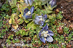 Mont Cenis-Glockenblume (Campanula cenisia) (F302496)