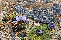 Mistbiene (Eristalis tenax) an Mont Cenis-Glockenblume (Campanula cenisia) (F302505)
