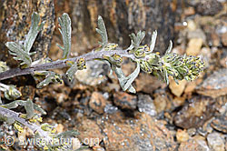 F302510: Ährige Edelraute (Artemisia genipi)