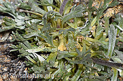 F302512: Ährige Edelraute (Artemisia genipi)