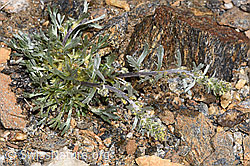 F302513: Ährige Edelraute (Artemisia genipi)