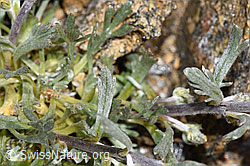 F302516: Ährige Edelraute (Artemisia genipi)