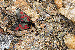Zygaena exulans (F302520)