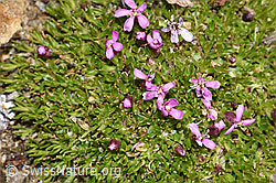 F302544: Kalk-Polsternelke (Silene acaulis)