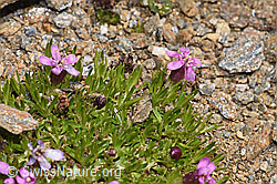 F302545: Kalk-Polsternelke (Silene acaulis)
