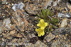 F302554: Hoppes Felsenblümchen (Draba hoppeana)