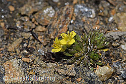 F302555: Hoppes Felsenblümchen (Draba hoppeana)
