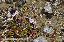 Alpen-Weidenröschen (Epilobium anagallidifolium) (07.2025, F304744)