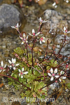 Sternblütiger Steinbrech (Saxifraga stellaris) (F304750)