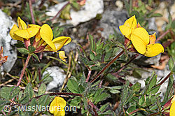 Alpen-Hornklee (Lotus alpinus) (F304764)