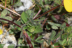 Alpen-Hornklee (Lotus alpinus) (F304766)