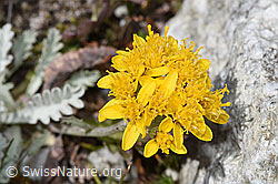 Graues Greiskraut (Senecio incanus) (F304768)