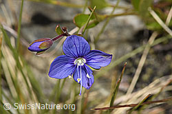 Felsen-Ehrenpreis (Veronica fruticans) (F304773)