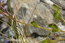 Felsen-Ehrenpreis (Veronica fruticans) (F304776)