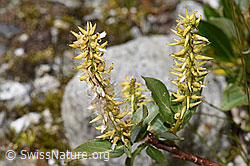 Sal-Weide (Salix caprea) (F304789)