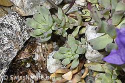 Alpen-Leinkraut (Linaria alpina) (F304795)