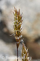 F304808: Duftendes Ruchgras (Anthoxanthum odoratum)