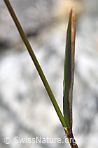 F304810: Duftendes Ruchgras (Anthoxanthum odoratum)