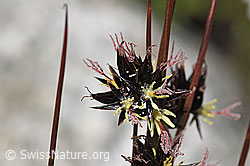 Foto: Jacquins Binse (Juncus jacquinii)