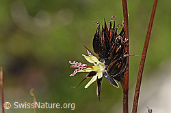 Foto: Jacquins Binse (Juncus jacquinii)