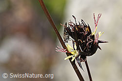Foto: Jacquins Binse (Juncus jacquinii)