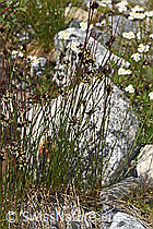 Foto: Jacquins Binse (Juncus jacquinii)