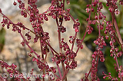 Schildblättriger Ampfer (Rumex scutatus) (F304888)
