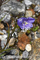Scheuchzers Glockenblume (Campanula scheuchzeri) (07.2025, F304929)