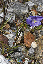 Scheuchzers Glockenblume (Campanula scheuchzeri) (F304930)
