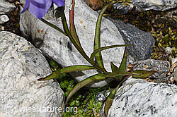 Scheuchzers Glockenblume (Campanula scheuchzeri) (F304932)