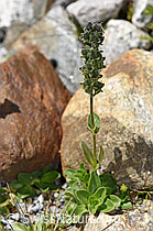 Veronica bellidioides (07.2025, F304939)