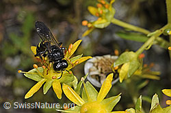 Crabro peltatus (Grabwespe) auf Bewimpertem Steinbrech (Saxifraga aizoides) (F304980)