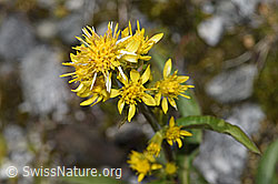 Alpen-Goldrute (Solidago virgaurea ssp. minuta) (07.2025, F304995)